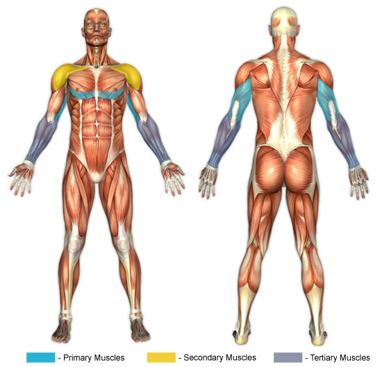 Dips (Dip Machine) Chunk Fitness
