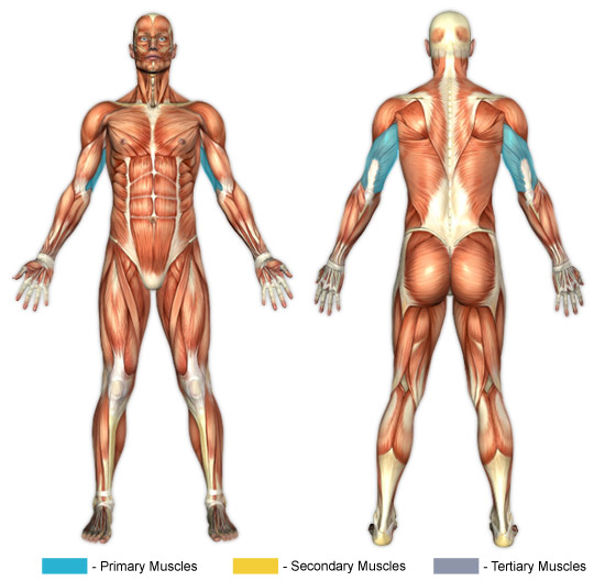 Medial Tricep Head