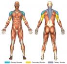 Arnold Presses (Dumbbell) Muscle Image