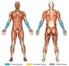 Behind-the-Back Wrist Curls (Barbell) Muscle Image