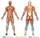Calf Raises (Machine: Leg Press) Muscle Image