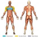 Standing Crossover Flys (Cable) Muscle Image