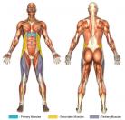 Crunches (Flat Surface) Muscle Image Crunches (Flat Surface) Muscle Image