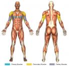 Decline Bench Press (Barbell) Muscle Image