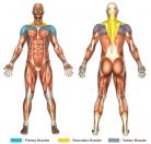 Front Arm Raises (Dumbbell) Muscle Image