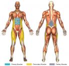 Knee Raises (Dip Machine) Muscle Image