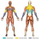 Lat Pull-Downs Muscle Image