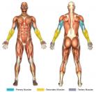 Skull Crushers / Lying Triceps Extensions (Dumbbell) Muscle Image