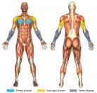Push-Up (Flat Surface) Muscle Image