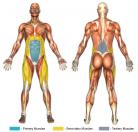 Reverse Crunches Muscle Image