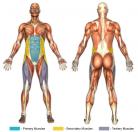 Seated Leg Tucks (Bench) Muscle Image