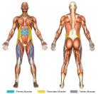 Sit-Ups (Decline) Muscle Image