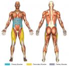 Sit Ups (Elbow to Knee Twist) Muscle Image