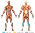 Standing Calf Raises (Barbell) Muscle Image