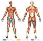 Standing Hip Adductions (Cable) Muscle Image