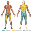 Straight Leg Deadlifts (Barbell) Muscle Image