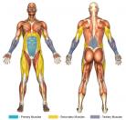 Suspended Leg Raises (Dip Machine) Muscle Image