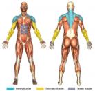 Upright Rows (Barbell) Muscle Image