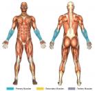 Wrist Curls (Barbell) Muscle Image Wrist Curls (Barbell) Muscle Image