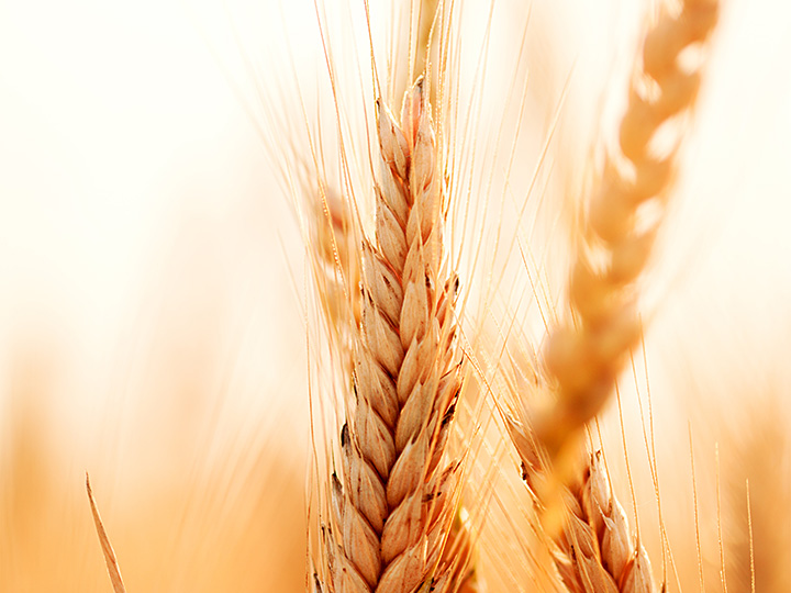 What is Gluten Image What is Gluten Image