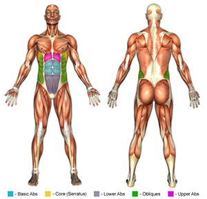 Upper Ab Exercises Muscle Image