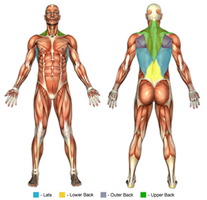 Lat Exercises Muscle Image