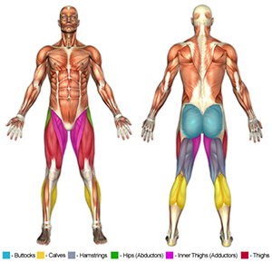 Leg Muscle Groups