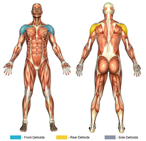Shoulder Muscle Groups