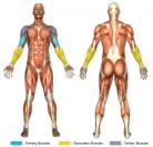3-Part Curls / 21s (Dumbbell) Muscle Image