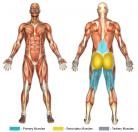 Back Extensions Muscle Image