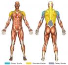 Bent-Over Cross Cable Laterals Muscle Image
