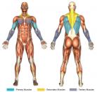 Close Grip Reverse Pull-Up / Reverse Chin-Up (Calisthenics) Muscle Image