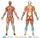 Donkey Calf Raises (Machine) Muscle Image