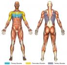 Flys (Dumbbell) Muscle Image