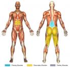 Good Mornings Muscle Image