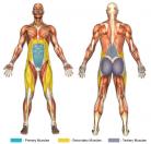 Incline Leg Raises (Calisthenics) Muscle Image