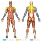 One-Arm Cross Cable Laterals Muscle Image