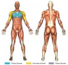 Pec Deck Flys (Machine) Muscle Image