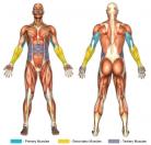 Push-Downs (Cable) Muscle Image