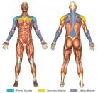 Push Presses Image