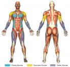Push-Up Climbers (Flat Surface) Muscle Image