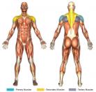 Rear Deltoid Laterals (Pec Deck) Muscle Image