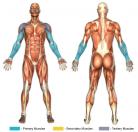 Reverse Preacher Curls (Barbell) Muscle Image