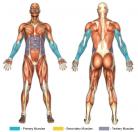 Reverse Push-Downs (Cable) Muscle Image