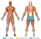 Seated Hip Abductions (Machine) Muscle Image