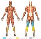 Seated Leg Curls (Machine) Muscle Image