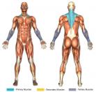 Shrugs (Dumbbell) Muscle Image