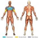 Straight-Armed Flys (Machine) Muscle Image