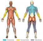 T-Bar Rows with Chest Support Muscle Image