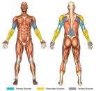 Tricep Kickbacks Muscle Image